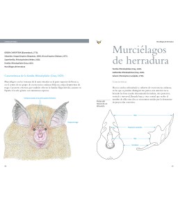 Guía de murciélagos. Península ibérica y Baleares