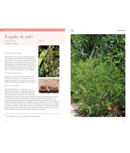 La inteligencia natural de las plantas