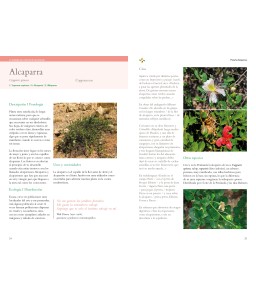 La inteligencia natural de las plantas